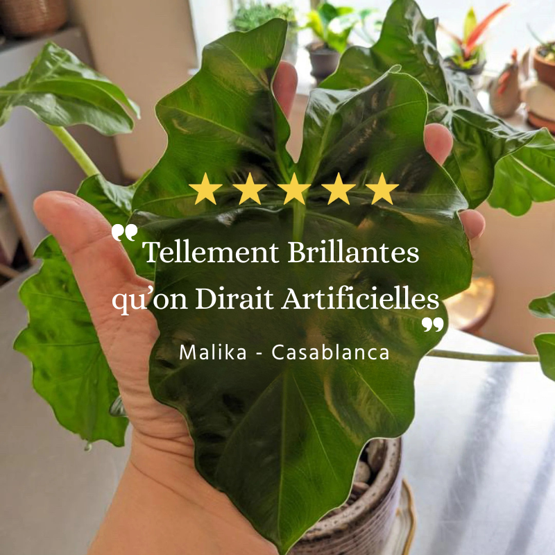 GreenBooster 1L – Le Secret des Plantes Vertes et Luxuriantes