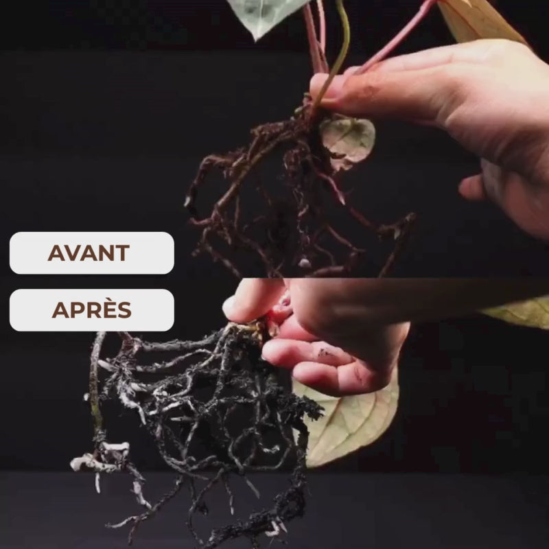 GreenBooster 1L – Le Secret des Plantes Vertes et Luxuriantes